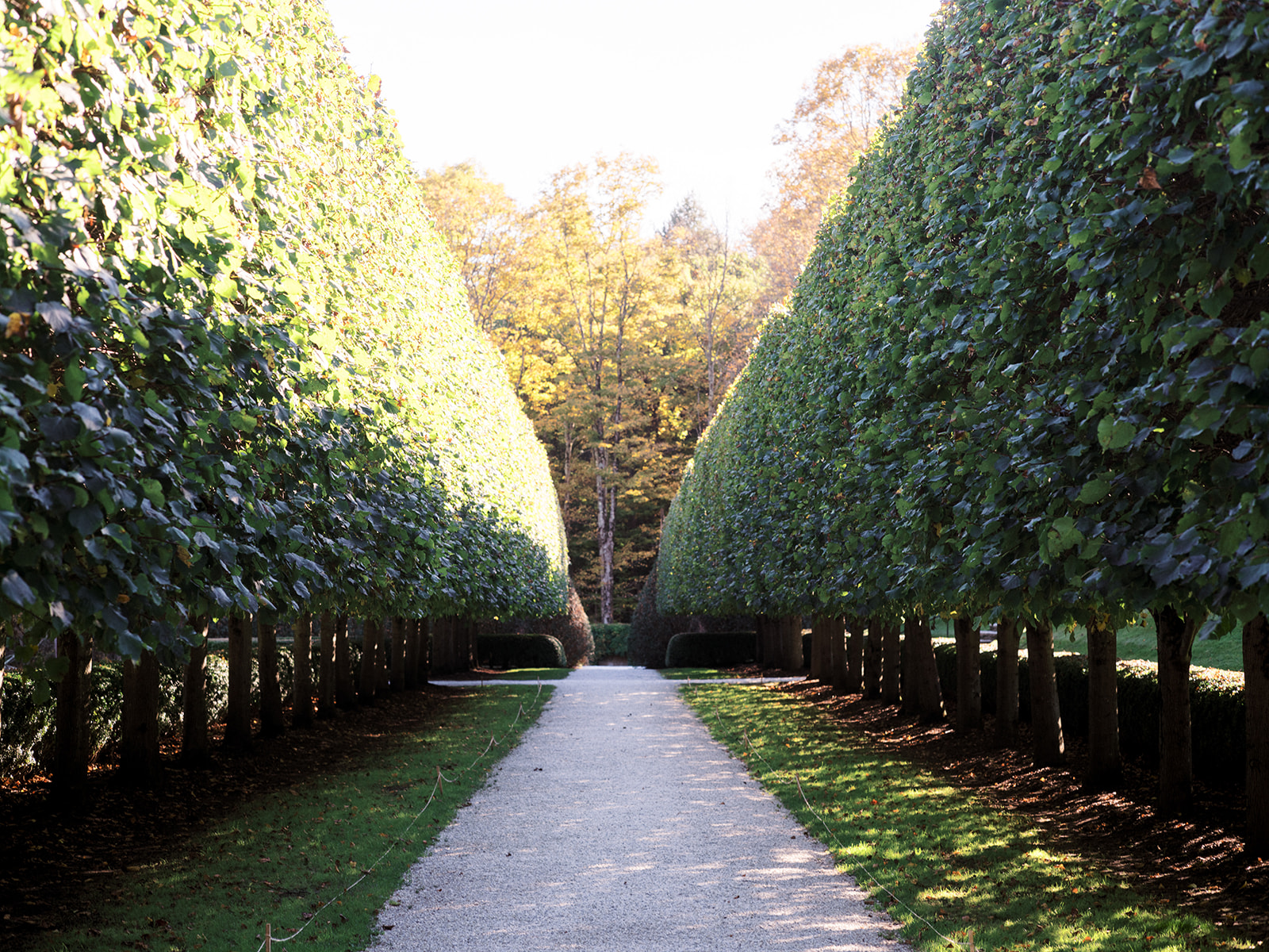 Hedges at The Mount.