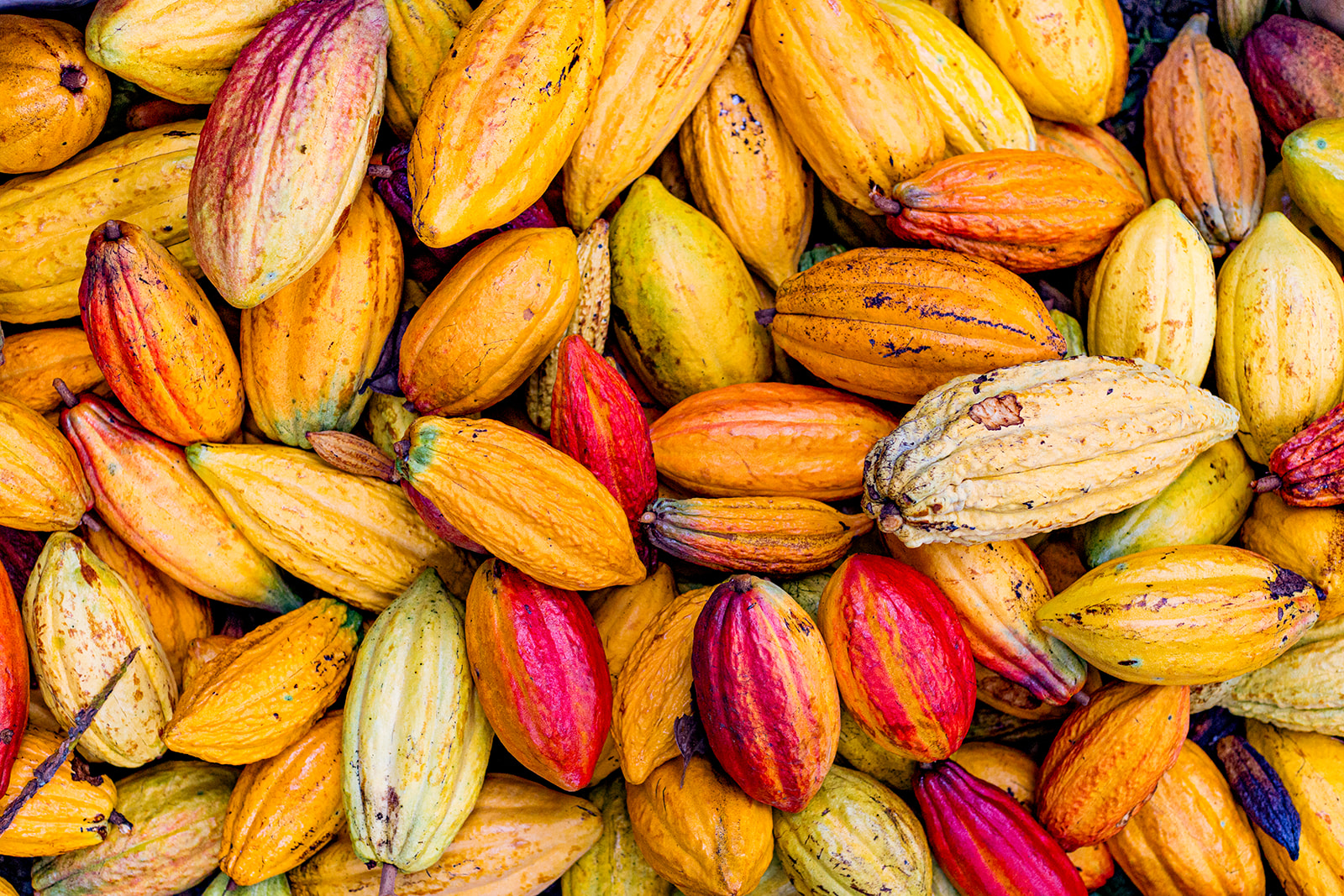 21_Degrees_Estate_Harvest-26.jpg