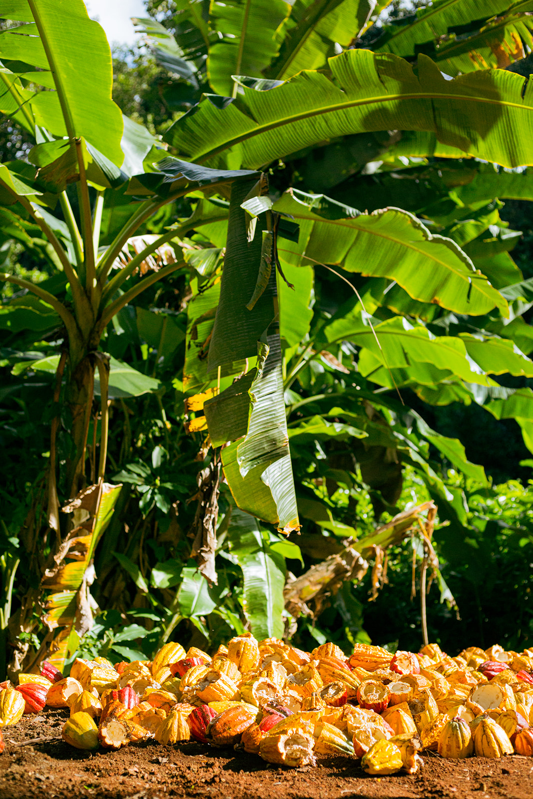 21_Degrees_Estate_Harvest-34.jpg