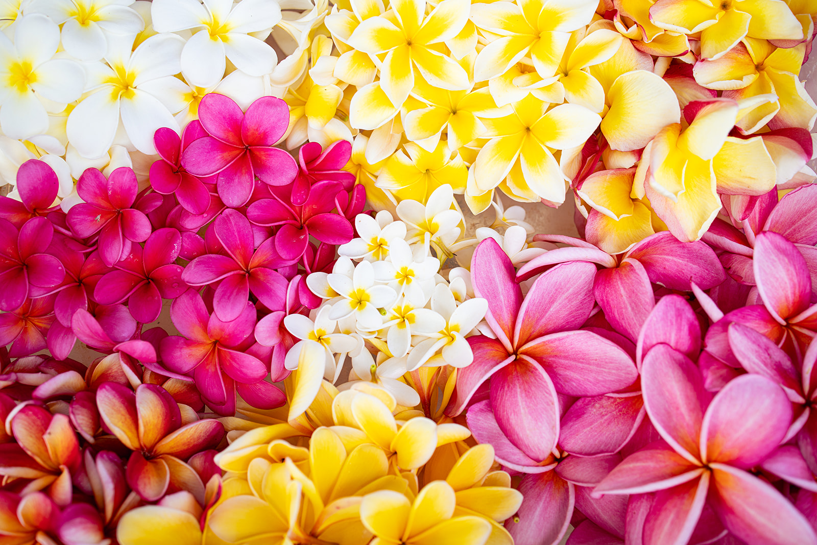 Northshore_Day_Trip-_Plumeria_Farm_+_Sharks_Cove-7.jpg