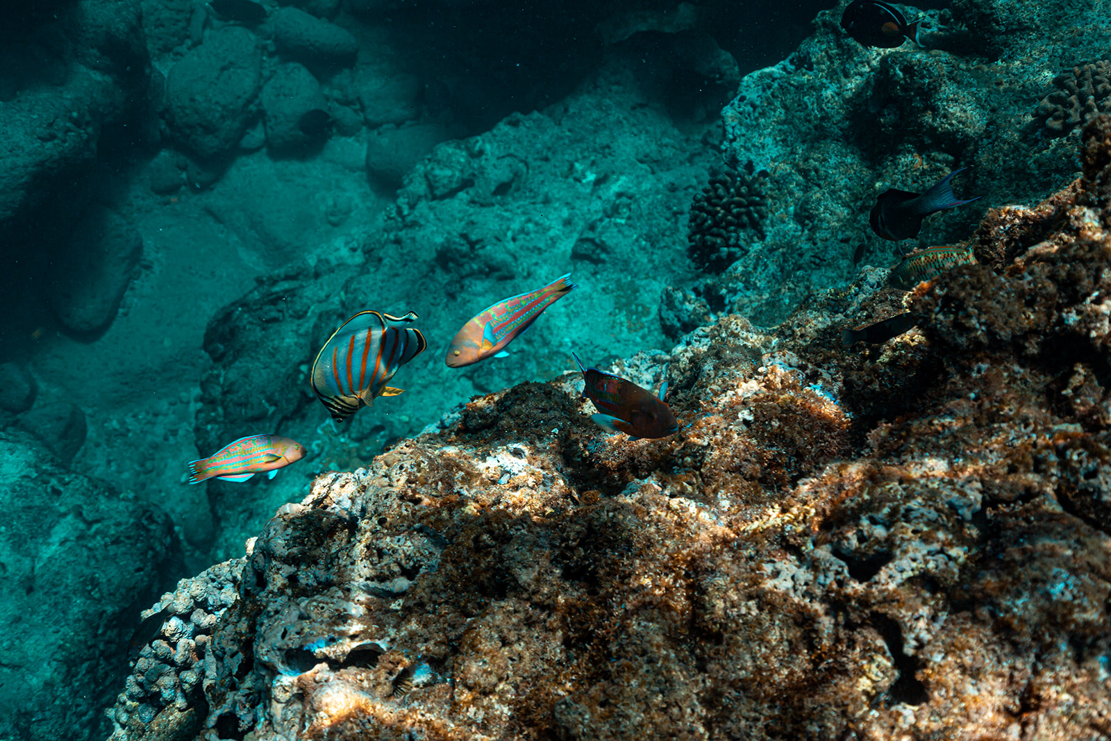 Northshore_Day_Trip-_Plumeria_Farm_+_Sharks_Cove-140.jpg