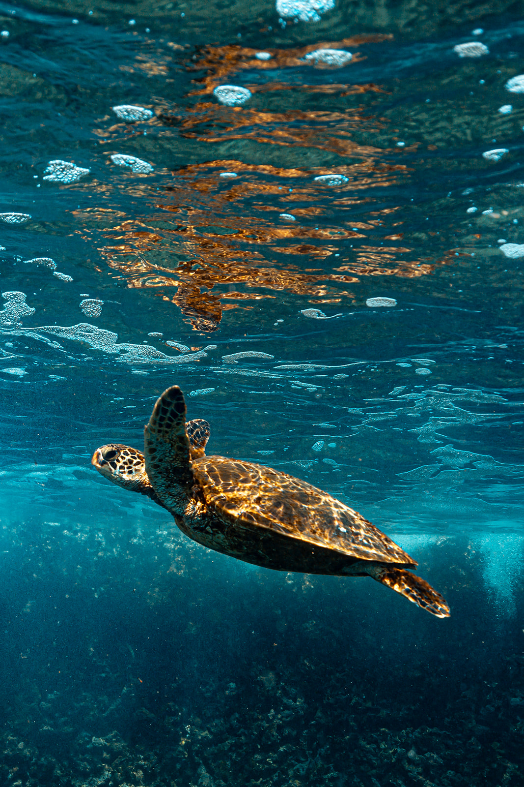 Northshore_Day_Trip-_Plumeria_Farm_+_Sharks_Cove-197.jpg