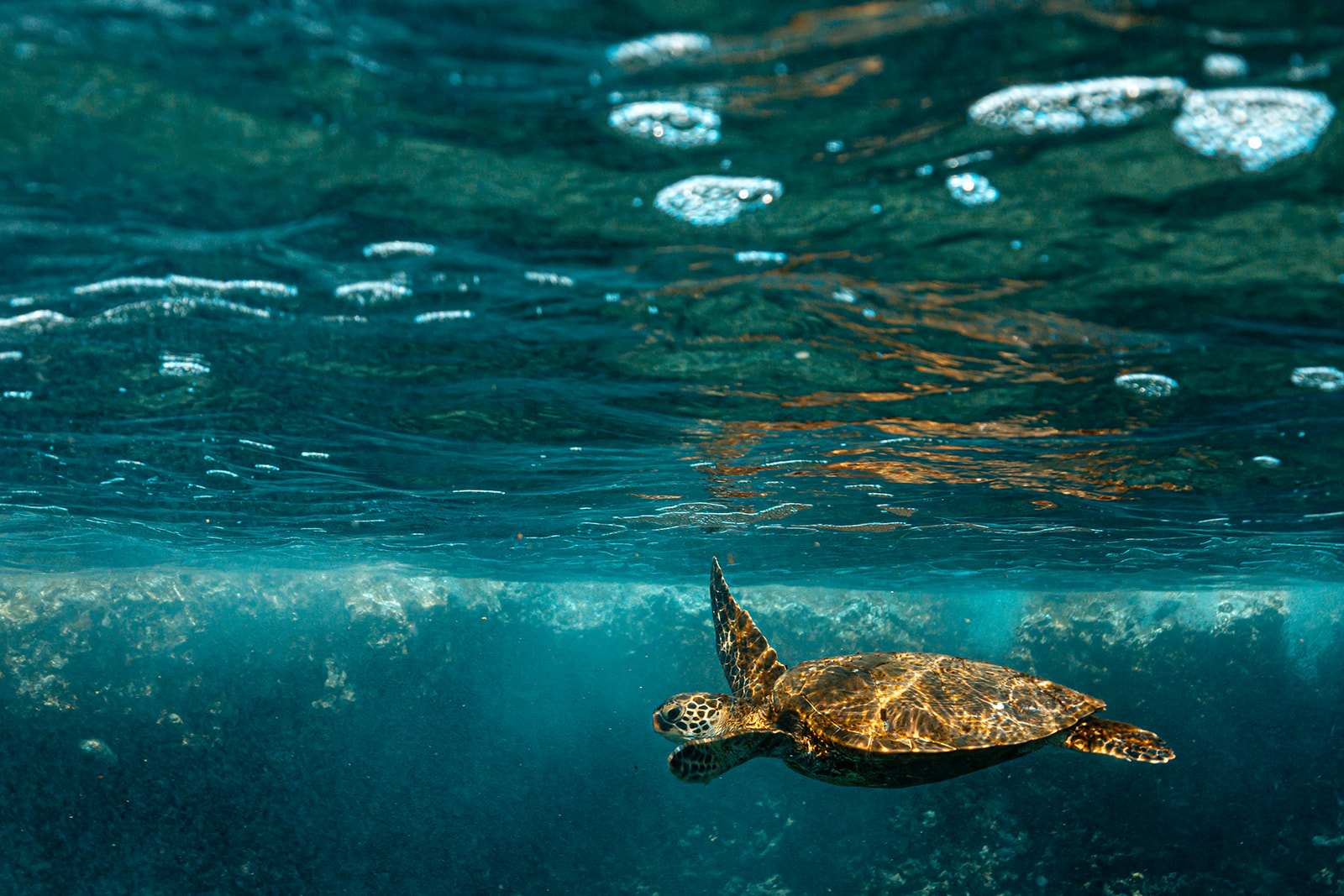 Northshore_Day_Trip-_Plumeria_Farm_+_Sharks_Cove-198.jpg