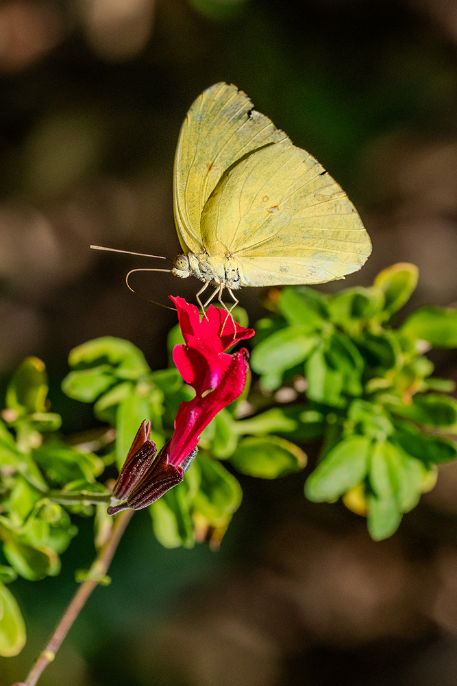 Wildlife photograph 022 from the Southwest Sony collection