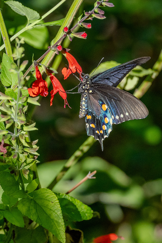 Wildlife photograph 023 from the Southwest Sony collection