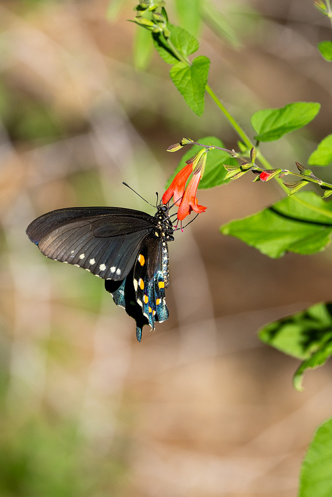Wildlife photograph 024 from the Southwest Sony collection
