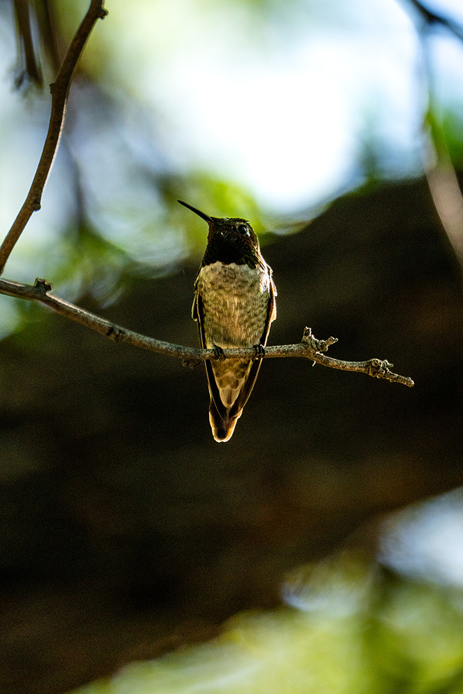 Wildlife photograph 027 from the Southwest Sony collection