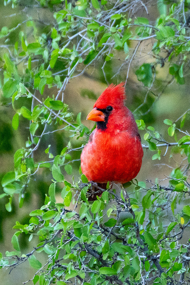 Wildlife photograph 028 from the Southwest Sony collection
