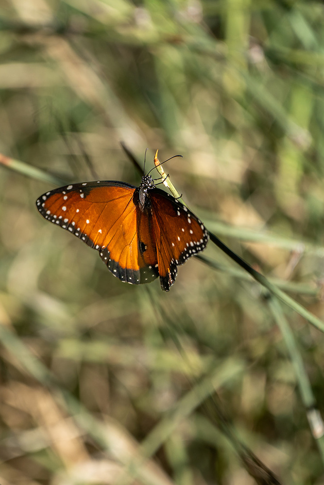 Wildlife photograph 032 from the Southwest Sony collection