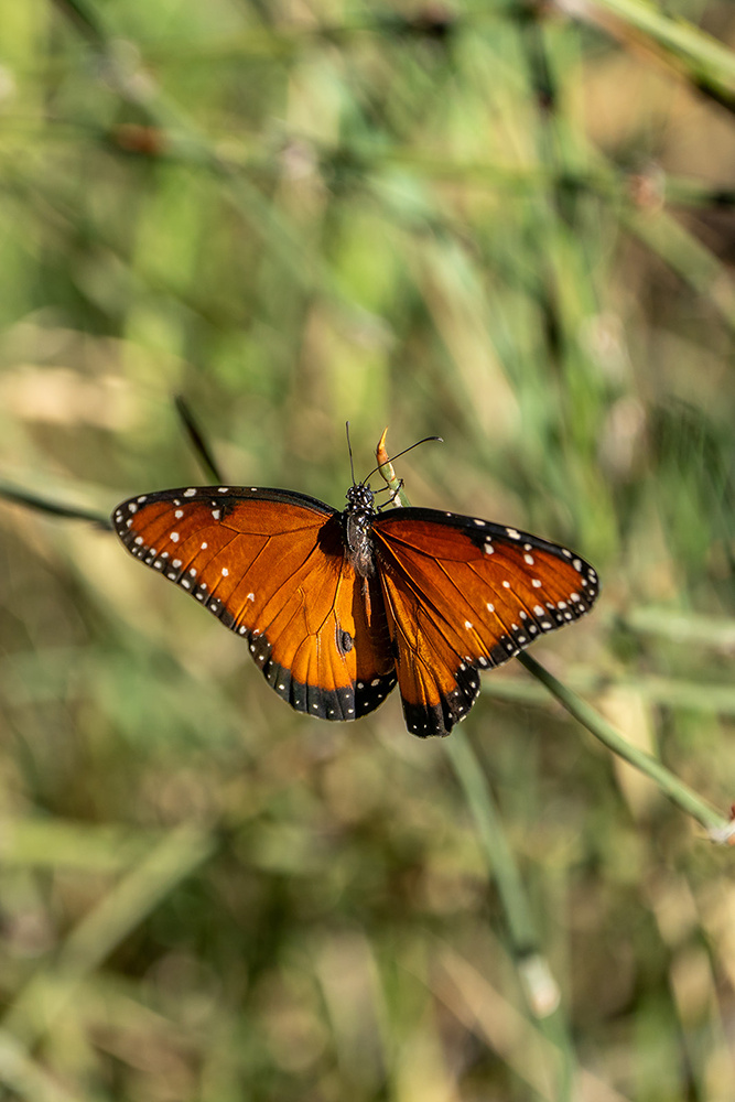 Wildlife photograph 033 from the Southwest Sony collection