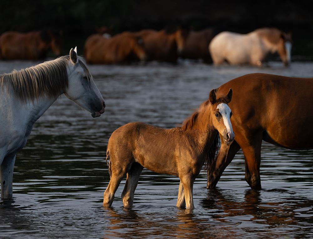 Wildlife photograph 073 from the Southwest Sony collection