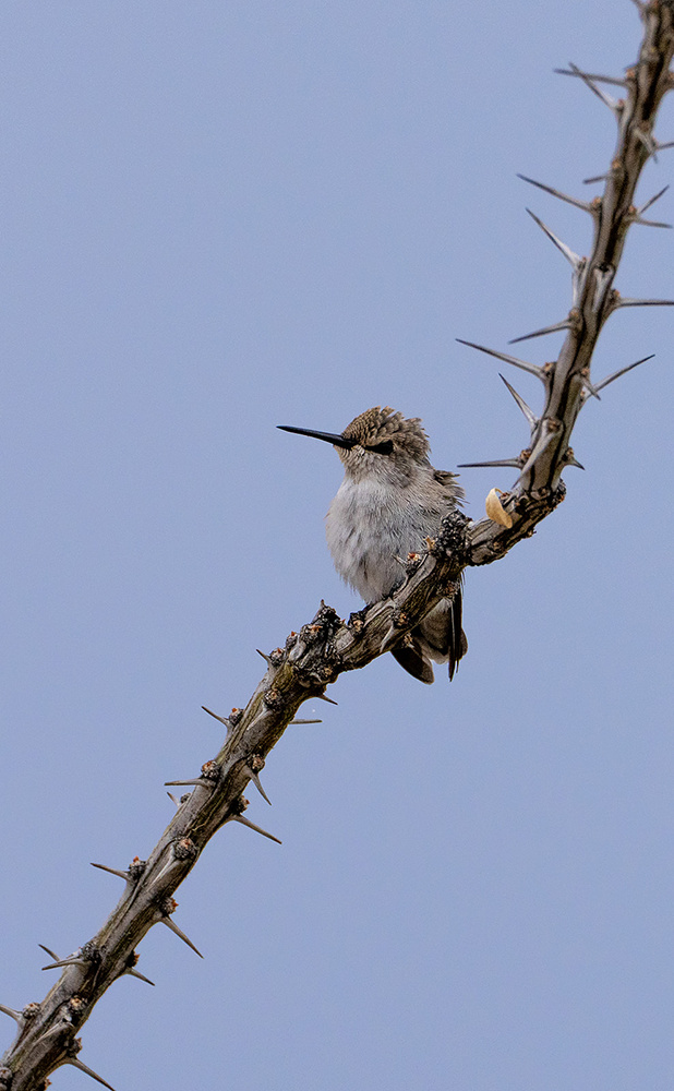 Wildlife photograph 088 from the Southwest Sony collection