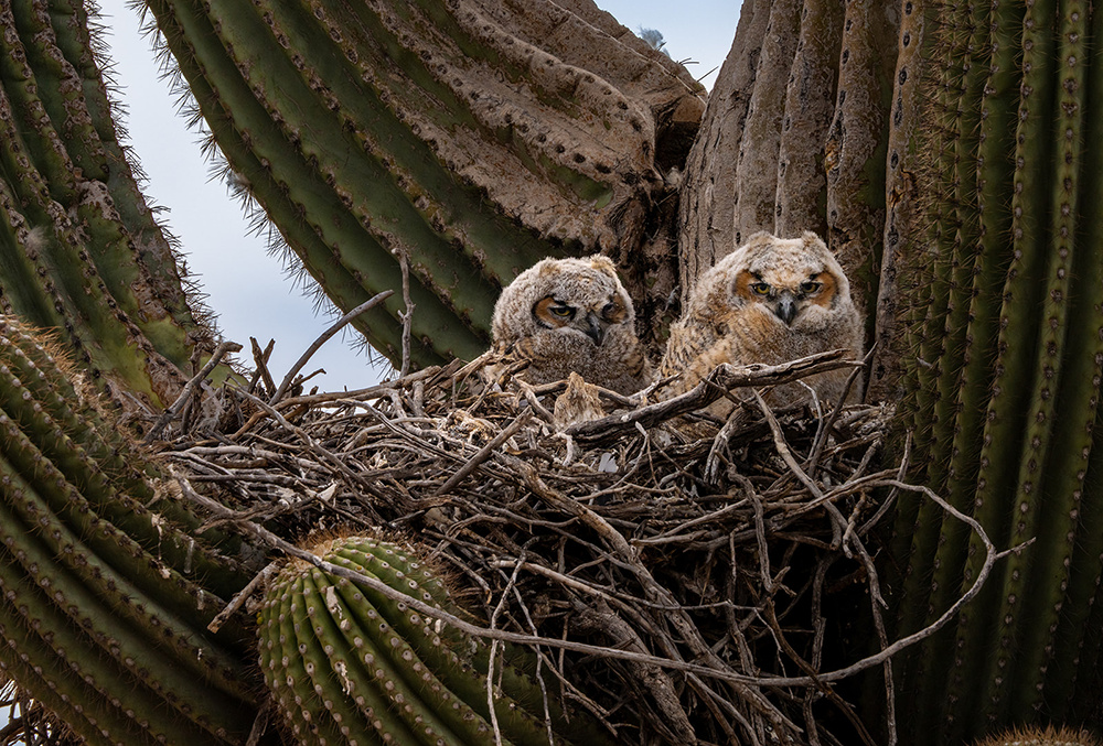 Wildlife photograph 089 from the Southwest Sony collection