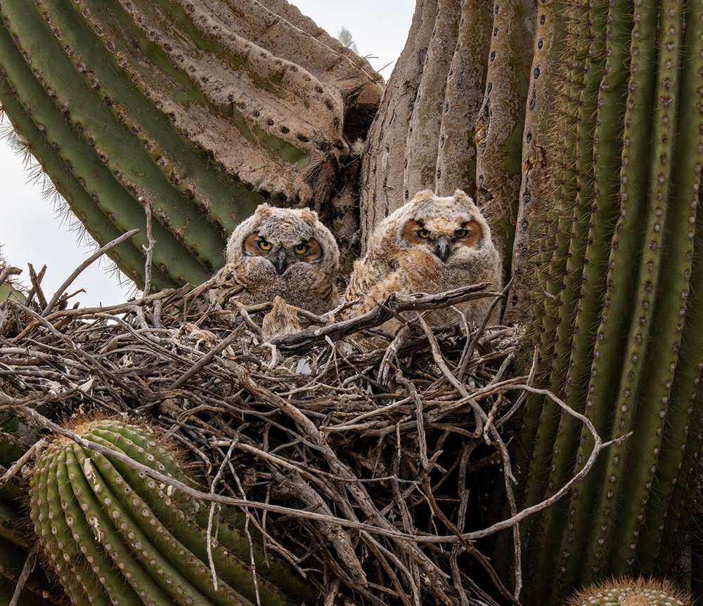 Wildlife photograph 090 from the Southwest Sony collection