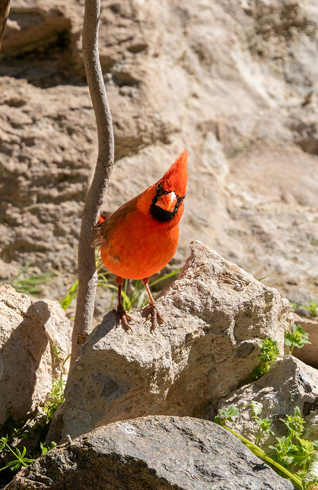 Wildlife photograph 091 from the Southwest Sony collection