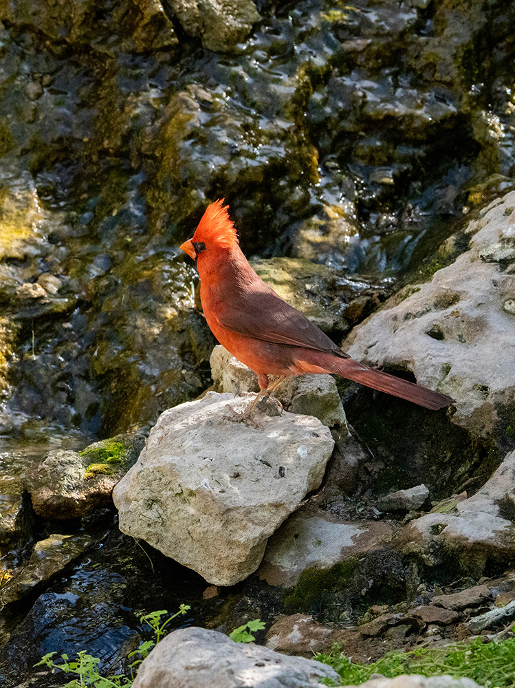 Wildlife photograph 092 from the Southwest Sony collection