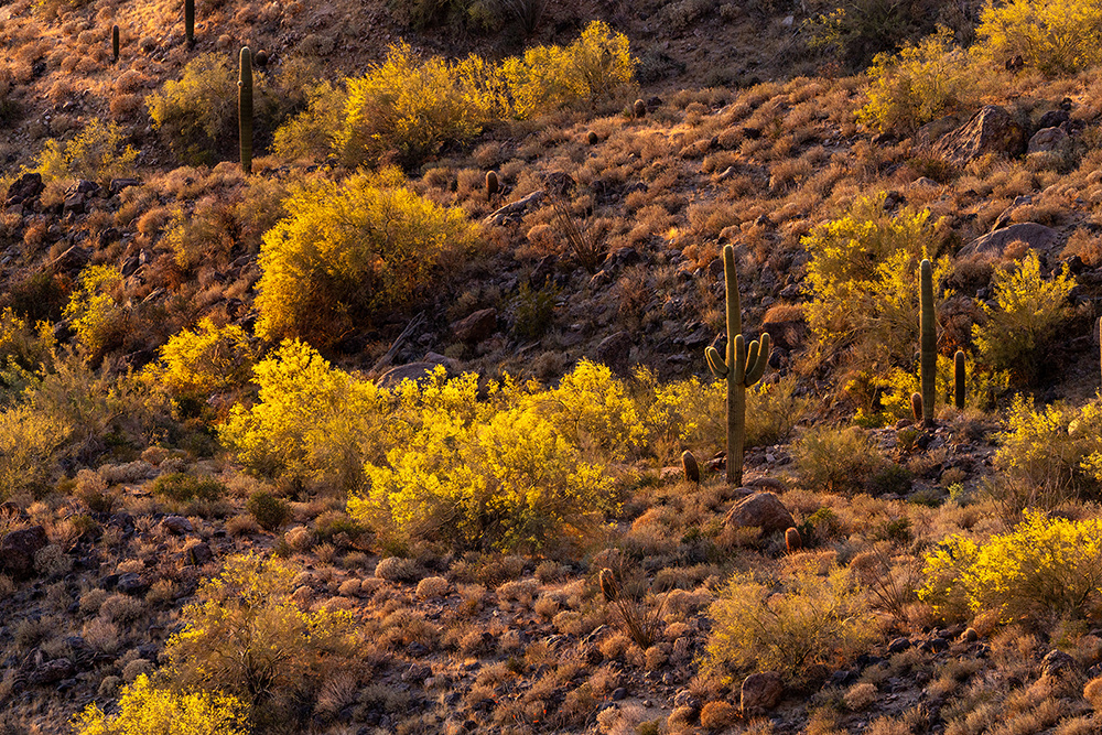 Landscape photograph 093 from the Southwest Sony collection