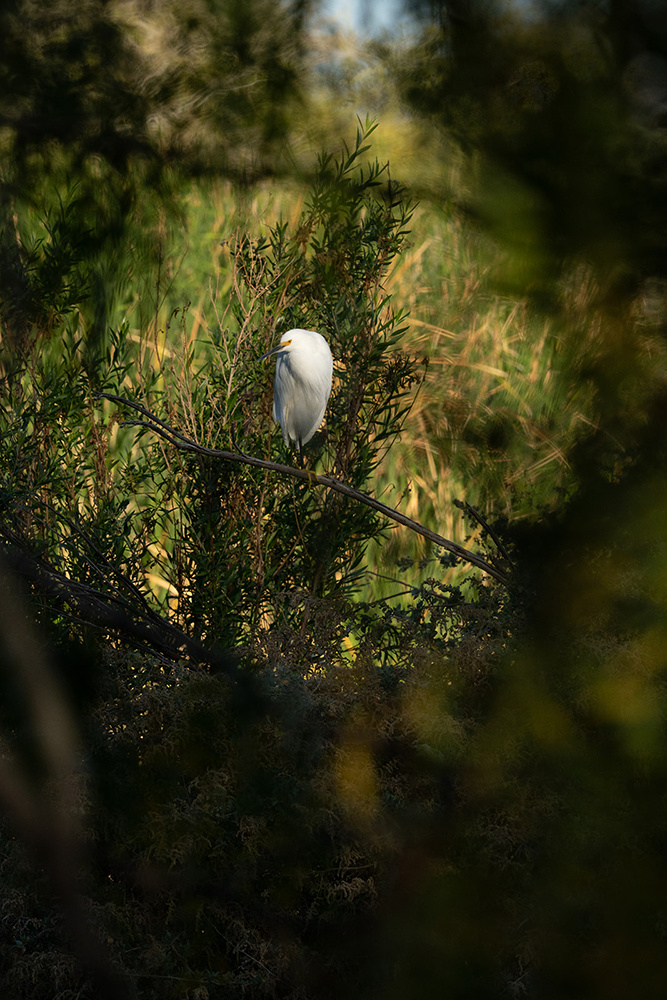 Wildlife photograph 105 from the Southwest Sony collection